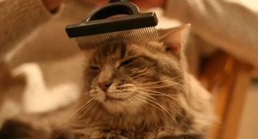 Как да гребете котка правилно: честота и техника